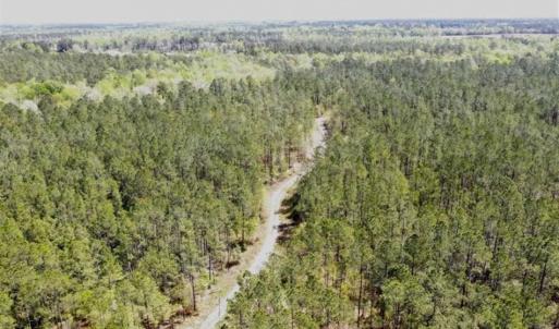 Photo of SOLD!!  138.71 Ac of Hunting and Timber Land For Sale in Brunswick County NC!