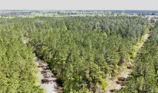 Photo of SOLD!!  138.71 Ac of Hunting and Timber Land For Sale in Brunswick County NC!