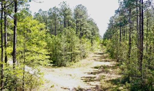 Photo of SOLD!!  138.71 Ac of Hunting and Timber Land For Sale in Brunswick County NC!