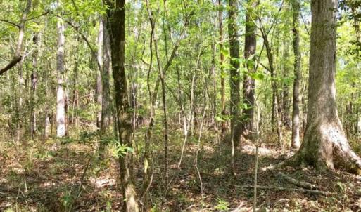 Photo of SOLD!!  138.71 Ac of Hunting and Timber Land For Sale in Brunswick County NC!
