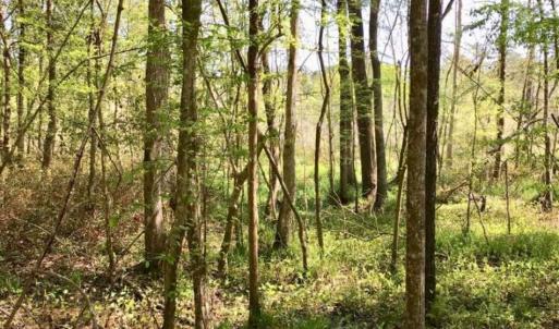 Photo of SOLD!!  138.71 Ac of Hunting and Timber Land For Sale in Brunswick County NC!