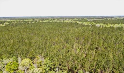Photo of SOLD!!  138.71 Ac of Hunting and Timber Land For Sale in Brunswick County NC!