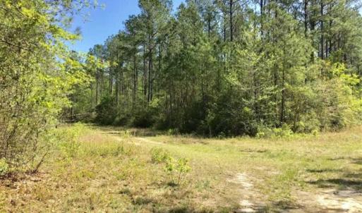 Photo of SOLD!!  138.71 Ac of Hunting and Timber Land For Sale in Brunswick County NC!