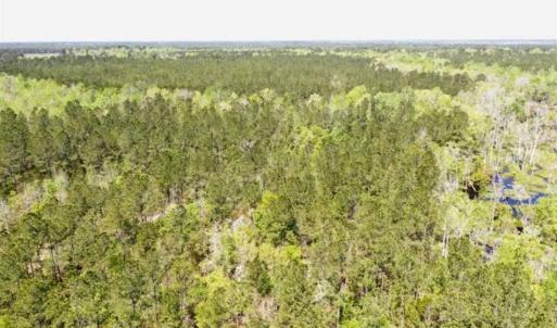 Photo of SOLD!!  138.71 Ac of Hunting and Timber Land For Sale in Brunswick County NC!