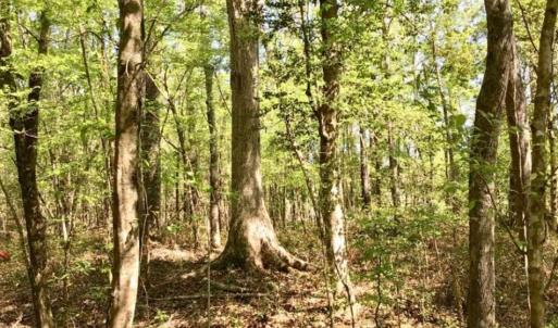 Photo of SOLD!!  138.71 Ac of Hunting and Timber Land For Sale in Brunswick County NC!