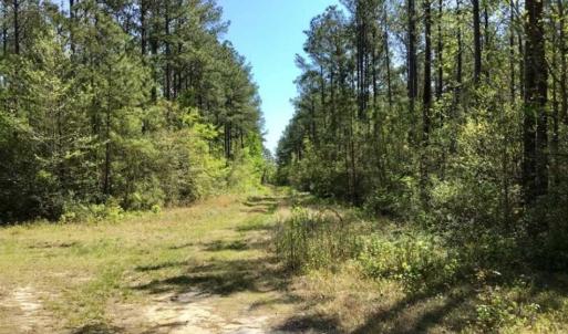 Photo of SOLD!!  138.71 Ac of Hunting and Timber Land For Sale in Brunswick County NC!