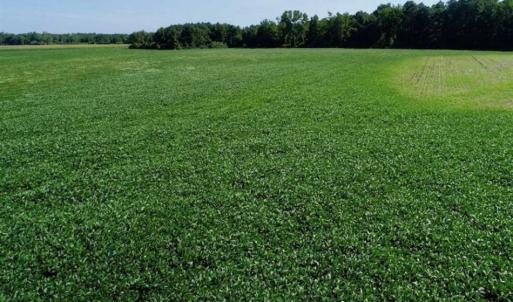 Photo of UNDER CONTRACT!!  66 Acres of Waterfront Farm and Development Land in Currituck County NC!