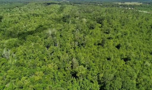 Photo of SOLD!!  36.5 Acres of Riverfront Hunting Land in Craven County NC!
