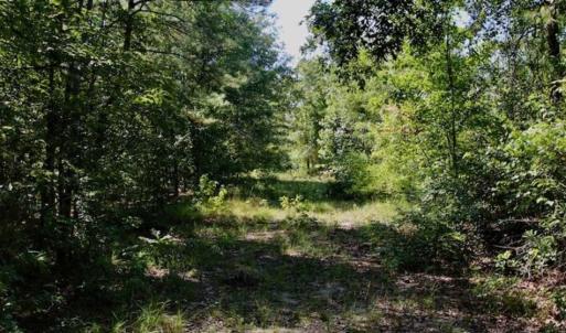 Photo of SOLD!!  36.5 Acres of Riverfront Hunting Land in Craven County NC!