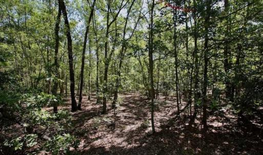 Photo of SOLD!!  36.5 Acres of Riverfront Hunting Land in Craven County NC!