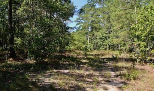 Photo of SOLD!!  36.5 Acres of Riverfront Hunting Land in Craven County NC!