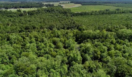 Photo of SOLD!!  36.5 Acres of Riverfront Hunting Land in Craven County NC!