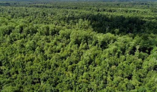 Photo of SOLD!!  36.5 Acres of Riverfront Hunting Land in Craven County NC!