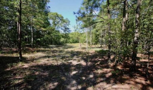 Photo of SOLD!!  36.5 Acres of Riverfront Hunting Land in Craven County NC!