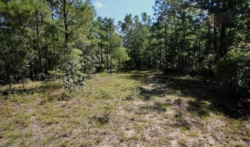 Photo of SOLD!!  36.5 Acres of Riverfront Hunting Land in Craven County NC!