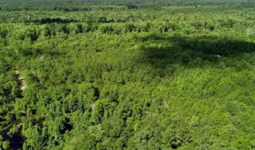 Photo of SOLD!!  36.5 Acres of Riverfront Hunting Land in Craven County NC!