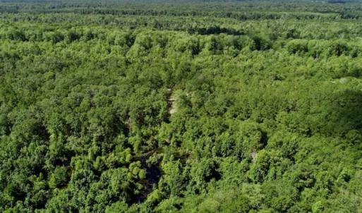Photo of SOLD!!  36.5 Acres of Riverfront Hunting Land in Craven County NC!