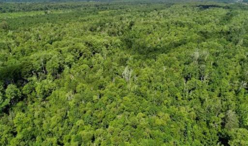 Photo of SOLD!!  36.5 Acres of Riverfront Hunting Land in Craven County NC!