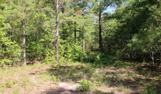 Photo of SOLD!!  36.5 Acres of Riverfront Hunting Land in Craven County NC!
