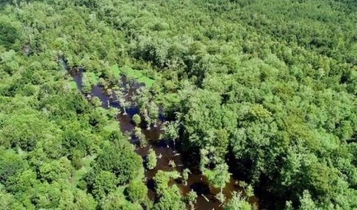 Photo of SOLD!!  36.5 Acres of Riverfront Hunting Land in Craven County NC!