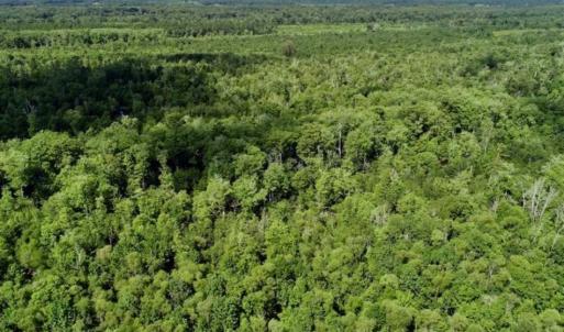 Photo of SOLD!!  36.5 Acres of Riverfront Hunting Land in Craven County NC!