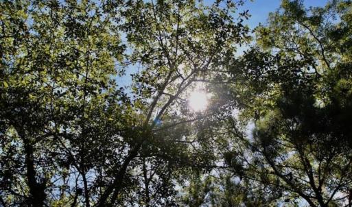 Photo of SOLD!!  36.5 Acres of Riverfront Hunting Land in Craven County NC!