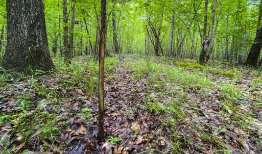 Photo of UNDER CONTRACT!!  123.19 +/- Acres of Farm and Recreational Land For Sale in Person County, NC!