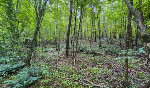 Photo of UNDER CONTRACT!!  123.19 +/- Acres of Farm and Recreational Land For Sale in Person County, NC!
