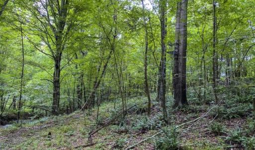 Photo of UNDER CONTRACT!!  123.19 +/- Acres of Farm and Recreational Land For Sale in Person County, NC!
