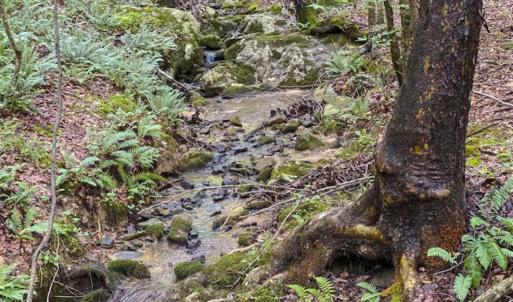 Photo of UNDER CONTRACT!!  123.19 +/- Acres of Farm and Recreational Land For Sale in Person County, NC!