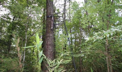 Photo of SOLD!!  21 Acres of Hunting and Timber Land For Sale in Perquimans County NC!