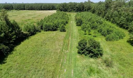 Photo of SOLD!!  21 Acres of Hunting and Timber Land For Sale in Perquimans County NC!