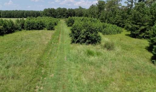 Photo of SOLD!!  21 Acres of Hunting and Timber Land For Sale in Perquimans County NC!