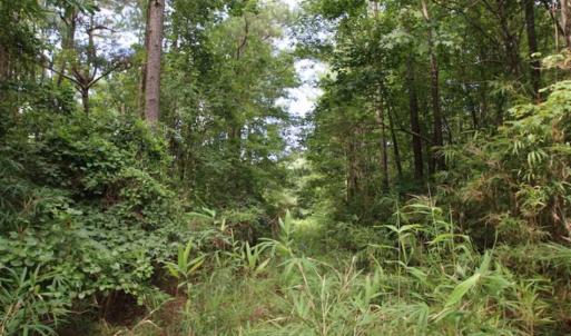 Photo of SOLD!!  21 Acres of Hunting and Timber Land For Sale in Perquimans County NC!
