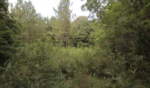 Photo of SOLD!!  21 Acres of Hunting and Timber Land For Sale in Perquimans County NC!