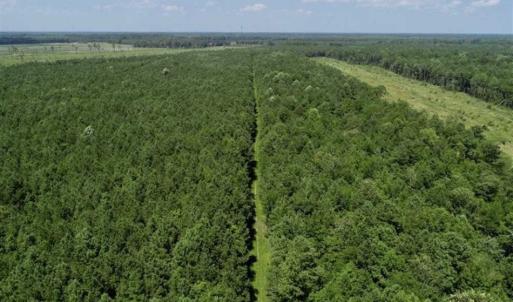 Photo of SOLD!!  21 Acres of Hunting and Timber Land For Sale in Perquimans County NC!