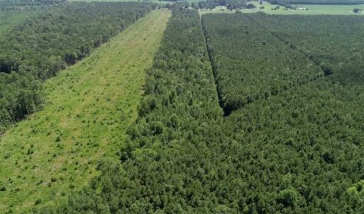 Photo of SOLD!!  21 Acres of Hunting and Timber Land For Sale in Perquimans County NC!