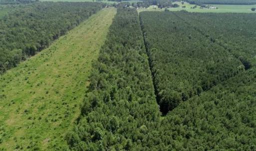 Photo of SOLD!!  21 Acres of Hunting and Timber Land For Sale in Perquimans County NC!