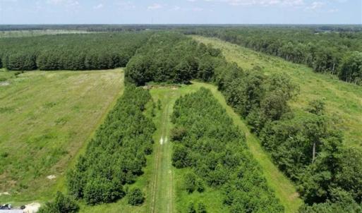 Photo of SOLD!!  21 Acres of Hunting and Timber Land For Sale in Perquimans County NC!