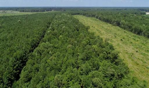 Photo of SOLD!!  21 Acres of Hunting and Timber Land For Sale in Perquimans County NC!