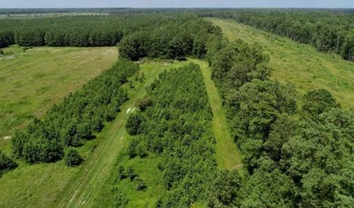Photo of SOLD!!  21 Acres of Hunting and Timber Land For Sale in Perquimans County NC!