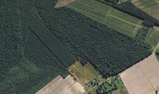 Photo of SOLD!!  21 Acres of Hunting and Timber Land For Sale in Perquimans County NC!