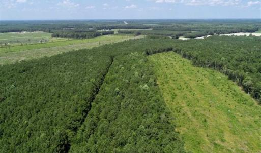 Photo of SOLD!!  21 Acres of Hunting and Timber Land For Sale in Perquimans County NC!