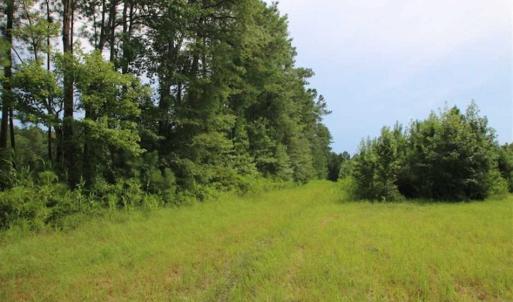 Photo of SOLD!!  21 Acres of Hunting and Timber Land For Sale in Perquimans County NC!