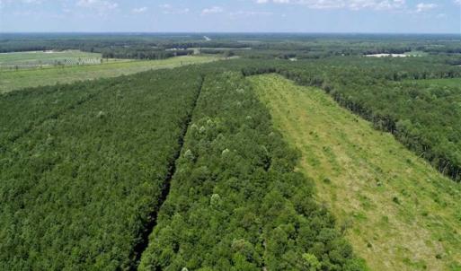 Photo of SOLD!!  21 Acres of Hunting and Timber Land For Sale in Perquimans County NC!