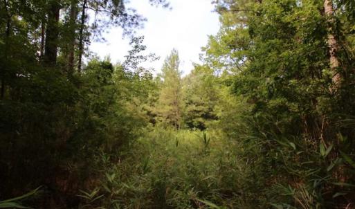 Photo of SOLD!!  21 Acres of Hunting and Timber Land For Sale in Perquimans County NC!