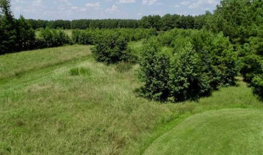 Photo of SOLD!!  21 Acres of Hunting and Timber Land For Sale in Perquimans County NC!