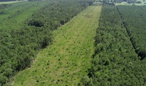 Photo of SOLD!!  23 Acres Hunting and Timber Land For Sale in Perquimans County NC!