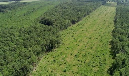 Photo of SOLD!!  23 Acres Hunting and Timber Land For Sale in Perquimans County NC!