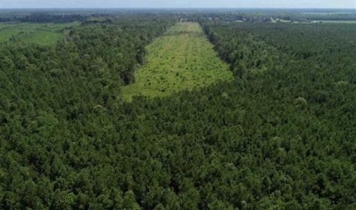 Photo of SOLD!!  23 Acres Hunting and Timber Land For Sale in Perquimans County NC!